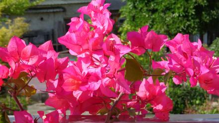 Nature flowers bougainvillea wallpaper