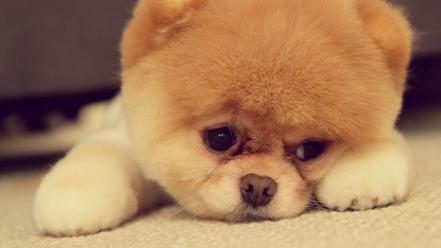 Sad puppy face wallpaper