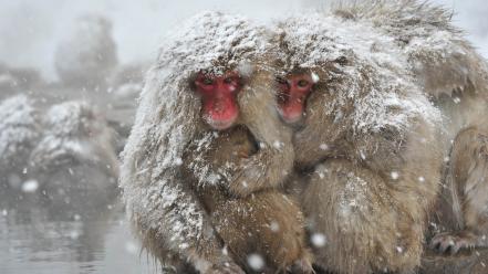 Snow animals monkeys japanese macaque wallpaper