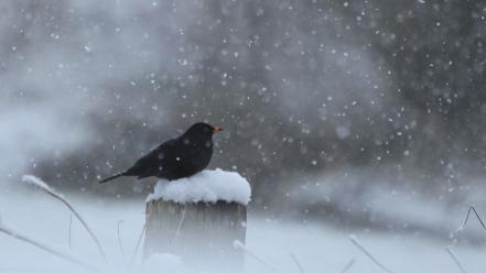 Winter snow black birds wallpaper