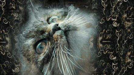Animals artwork cats digital art feline wallpaper