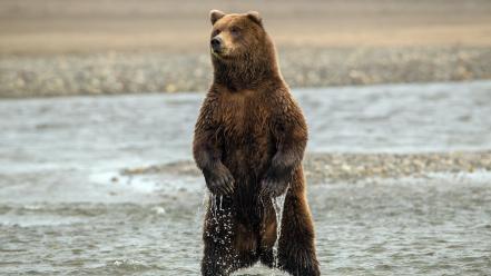 Animals bears rivers wallpaper