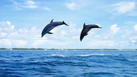 Animals dolphins jumping wallpaper