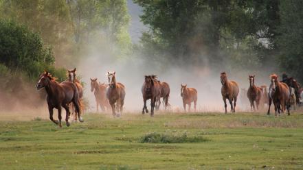 Animals horses wallpaper