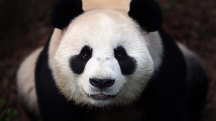 Animals panda bears wallpaper