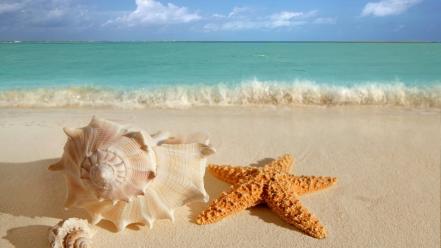 Beach starfish wallpaper