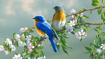 Bluebirds wallpaper