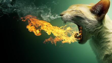 Cats fire photo manipulation wallpaper