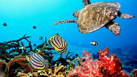 Coral reef animals wallpaper