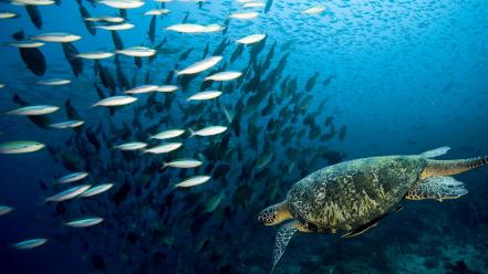 Fish sea turtles wallpaper