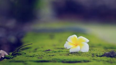 Flowers moss macro depth of field plumeria wallpaper