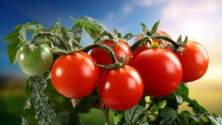 Food tomatoes wallpaper