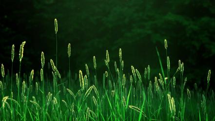 Green trees leaves wheat plants spikelets vegetation wallpaper