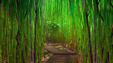 Hana bamboo forests green landscapes wallpaper