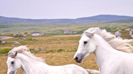 Ireland national geographic animals horses landscapes wallpaper