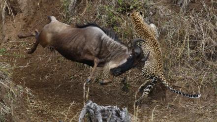 Jaguar animals grass hunting nature wallpaper