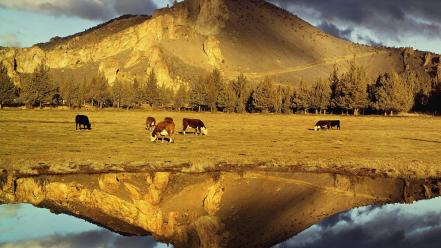 Mountains cows plains wallpaper