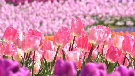 Nature flowers tulips depth of field pink wallpaper