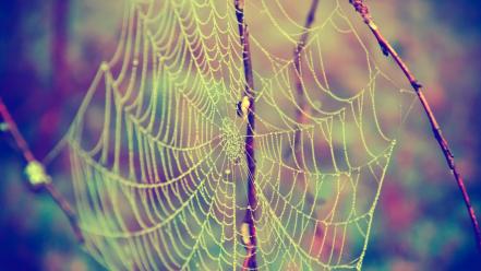 Nature insects web spider webs wallpaper