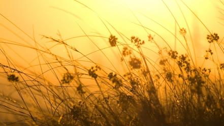 Orange sun grass sunray wind wallpaper