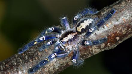 Poecilotheria metallica animals arachnids spiders wallpaper