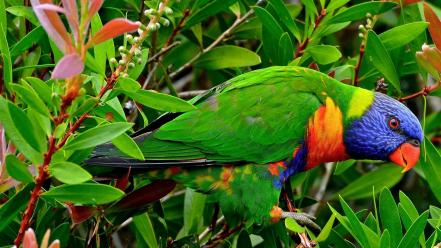 Animals birds multicolor parrots rainbow lorikeet wallpaper