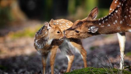 Animals deer fawn baby wallpaper