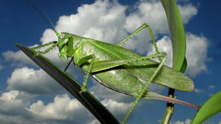 Animals insects grasshopper wallpaper