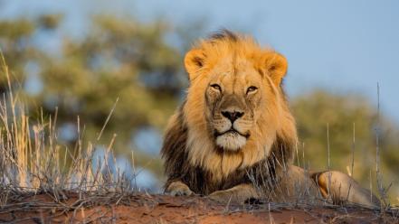 Animals lions wallpaper