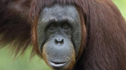 Animals nature orangutans wallpaper