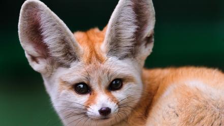 Animals wildlife fennec fox foxes wallpaper