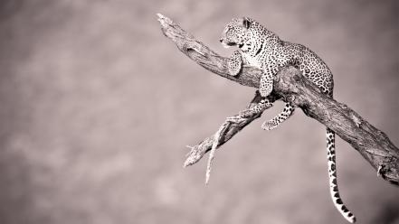 Animals wildlife monochrome jaguars wallpaper