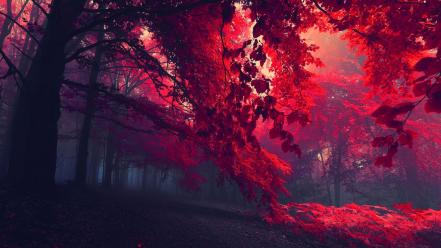 Autumn red forest wallpaper