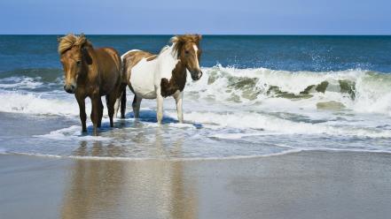 Beach horses seascapes wallpaper
