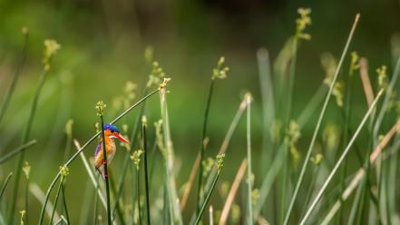 Birds grass kingfisher wallpaper