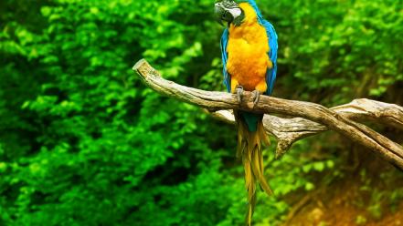 Birds parrots blue-and-yellow macaws wallpaper