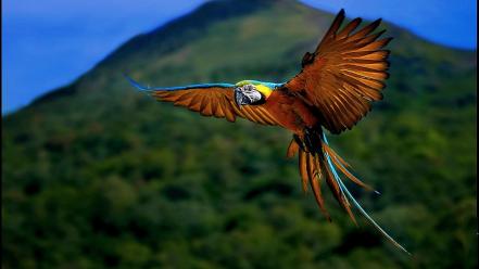 Blue-and-yellow macaws macaw birds blurred background flying wallpaper