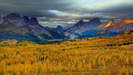 British columbia canada larch clouds forests wallpaper