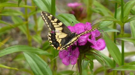 Butterflies insects nature pink flowers wallpaper