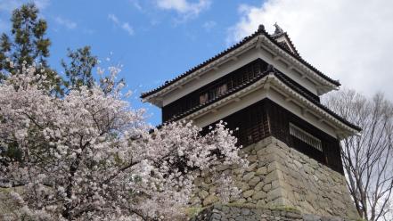 Cherry blossoms flowers sakura spring low-angle shot wallpaper