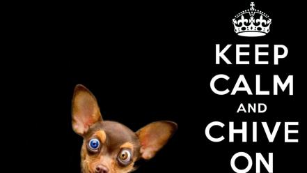 Chihuahua black background kcco the chive chiveon wallpaper