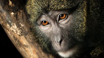 Close-up animals wildlife monkeys primates faces branches wallpaper