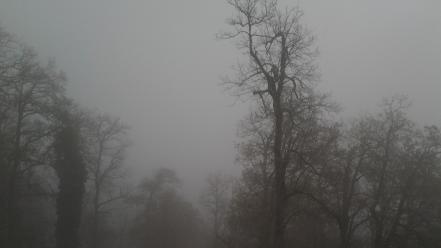 Creepy trees fog lonely algeria annaba black forest wallpaper