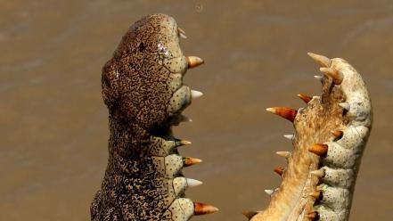 Crocodiles jaws teeth reptiles wallpaper