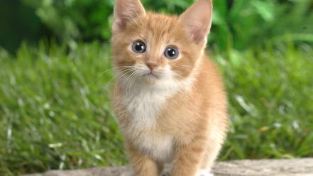 Cute cat kitten wallpaper