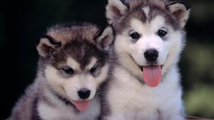 Cute husky puppies wallpaper