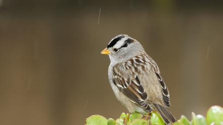 Cute little bird wallpaper