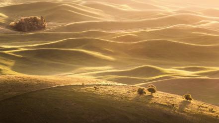 Dawning golden grass landscapes nature wallpaper