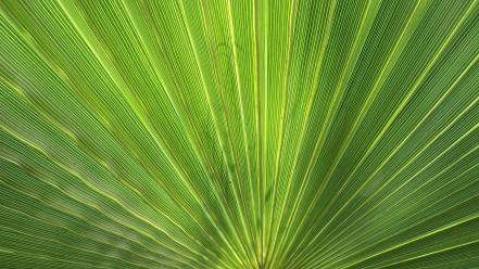 Green holidays leaves palm plants wallpaper