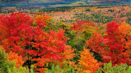 Landscapes nature trees autumn multicolor leaves wallpaper